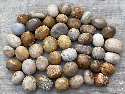 #ad Grade A Fossil Coral Tumbled Stone 0.75 1.25quot; Tumbled Fossil Coral Bulk Lot