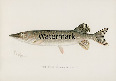 S F Denton THE Northern PIKE 17quot;x24quot; Reproduction for Framing LARGE HUGE