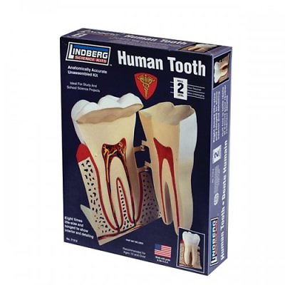 Lindberg Human Tooth Automically Accurate Science Kit Model