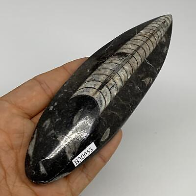 #ad #ad 132.7g5.7quot;x1.7quot;x0.7quot; Fossils Orthoceras straight horn Squid @MoroccoB30053