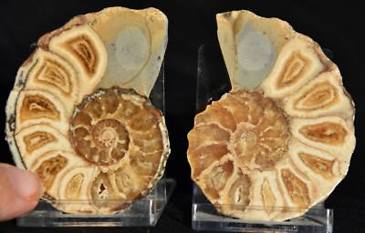 #ad #ad 2530 RARE TEXAS PAIR Ammonite 68gm Med 64mm Calycoceras Tarrant Co Fossil 2.5quot;