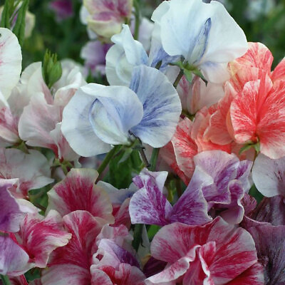 #ad Streamer Mix Sweet Pea Seeds Non GMO Free Shipping Seed Store 1210