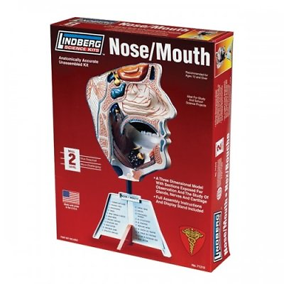 Lindberg Human Nose Mouth Automically Accurate Science Kit Model
