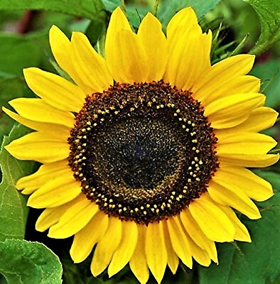 #ad Domino Sunflower Seeds 50 Seeds NON GMO BUY 4 GET FREE SHIPPING