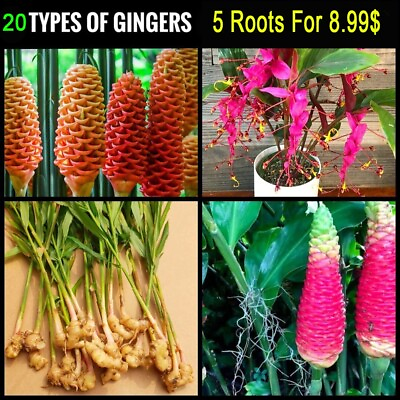 #ad 20 types of Ginger Roots Free Shipping BOGO 80% OFF SALE Fast Delivery Ginger