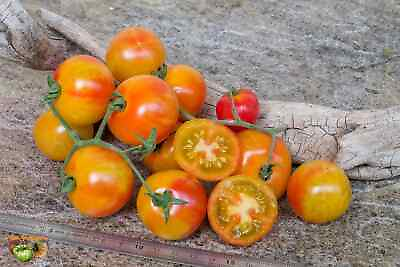 #ad 30 ISIS CANDY CHERRY TOMATO SEEDS heirloomseedguy 2024 NON GMO