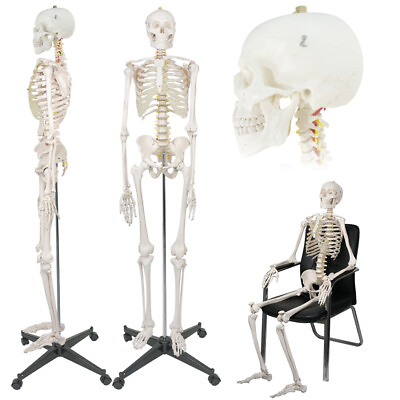 70.8quot; Human Skeleton Life Size Medical Model for Anatomy Study W Rolling Stand