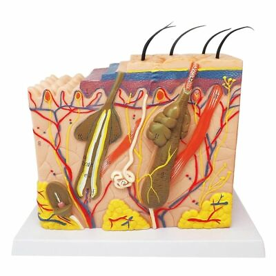 Human Body Skin Structure Anatomy Skin Layout Medical Organ Science Model