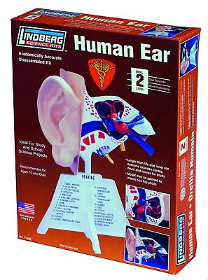 Lindberg Human Ear Automically Accurate Science Kit Model
