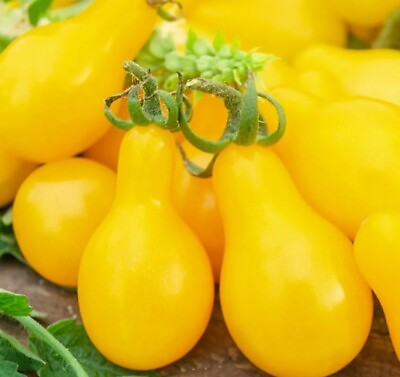 #ad YELLOW PEAR TOMATO 30 SEEDS HEIRLOOM ORGANIC NON GMO SEEDS TASTY