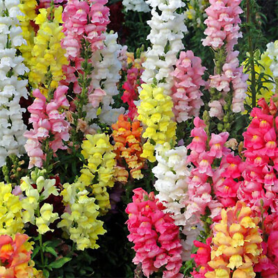 Magic Carpet Mix Snapdragon Seeds Non GMO Flower Seeds Seed Store 1201