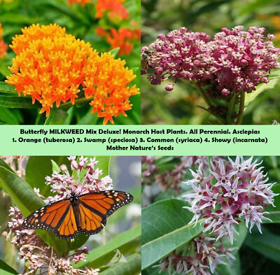 MILKWEED MIX DELUXE Perennials Monarch Butterfly Host Plant Non GMO 100 Seeds