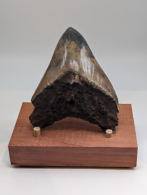 #ad Megalodon Shark Tooth Fossil w Unique Coloring 4.35quot; Meg w Display Stand