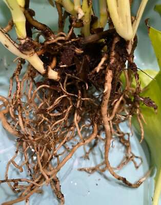 #ad Add On Special order for EXTREMELY Well Rooted Cuttings plants only