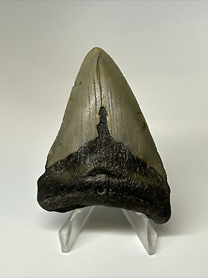 #ad #ad Megalodon Shark Tooth 3.14” Natural Real Fossil Rare 16976