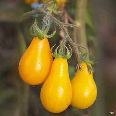 #ad Yellow Pear Tomato Seeds Tomato seeds Non GMO USA Grown