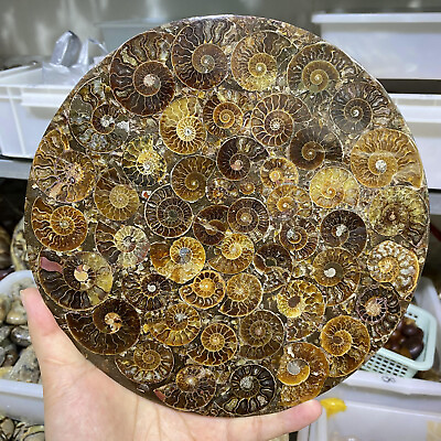#ad 250mm Natural Ammonite Disc Fossil Conch Specimen Crystal Healing Reiki Stand