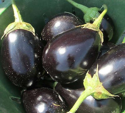 300 EGGPLANT SEEDS BLACK BEAUTY SPRING VEGETABLE GARDEN HEIRLOOM NON GMO USA
