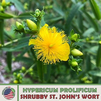 300 Shrubby St. John#x27;s Wort Seeds Native Wildflower Bee amp; Butterfly Attractor