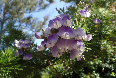 Psoralea pinnata Kool Aid or Fountain Bush Blue Butterfly Bush 5 Seeds