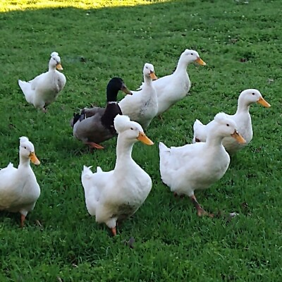 #ad 6 Fertile Crested White Layer duck eggs for Hatching Fresh eggs Lays 300 a yr