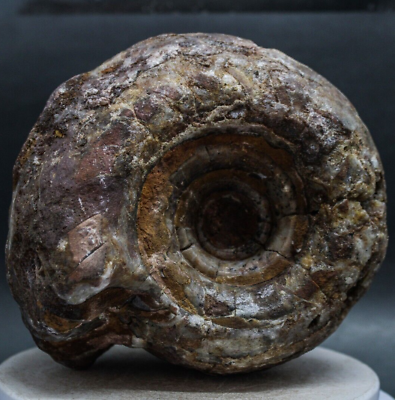 #ad #ad 2111Gr AMAZING Whole Permian Ammonite Fossil Mollusca Timor