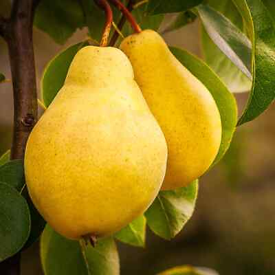 Bartlett pear tree live plant cuttings