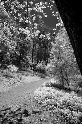 INFRARED ; Nikon D70 NOTICE ; BODY ONLY 720nm