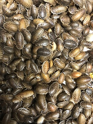 Dubia Roaches Small Medium Large amp; Feeder Males