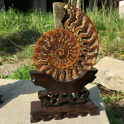 #ad Natural ammonite fossil conch Crystal specimen healingstand 1PC