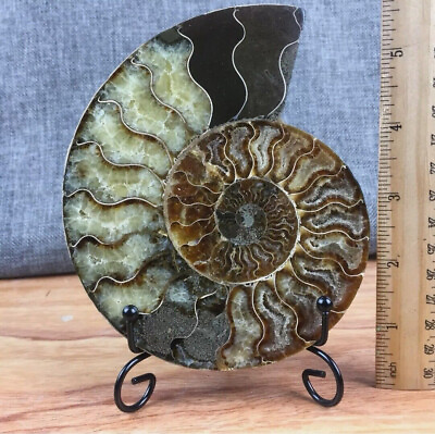 #ad top Natural ammonite fossil conch Crystal specimen healingstand 1PC 200g