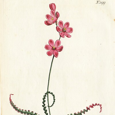 #ad Rare 1802 Curtis Botanical Engraving No. 599 IXIA CRISPA CURLED LEAVED IXIA