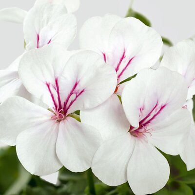 #ad Geranium ‘Ivy League White’ Live Plant Beautiful Bright White Ivy Leaf Geranium
