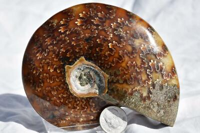 #ad #ad 2907 WHOLE Ammonite Great Suture Pattern 110 myo Dino age Fossil 100mm LRG 4.0quot;