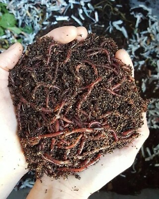 #ad Fossil Soil Brand 2500 Super Composting worms Worms Red Wiggler.