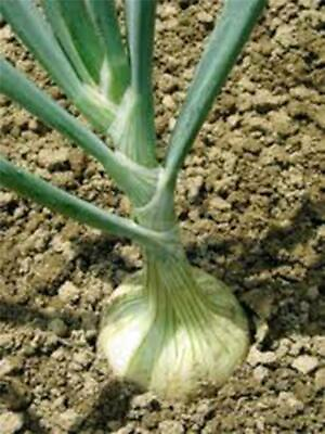 #ad ONION SPANISH WHITE Seed HEIRLOOM 100 SEEDS SWEET NON GMO