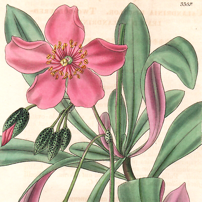 #ad Rare 1834 Curtis Botanical Magazine No.3357 CALENDRINA DISCOLOR Rock Purslane