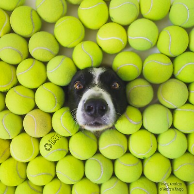 100 Used Tennis Balls LOW COST DOGGIE BALLS FREE SHIPPING SAVE 10%