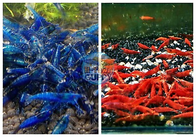 51 Fire Red amp; 51 Dream Blue Shrimp Freshwater Neocaridina Aquarium Shrimp