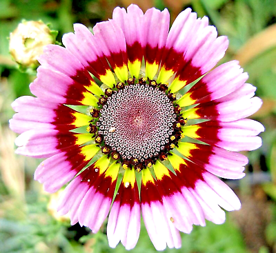 #ad 100 PAINTED DAISY MIX SEEDS HUGE FLOWERS BUTTERFLIES amp; BEES BRIGHT COLORS
