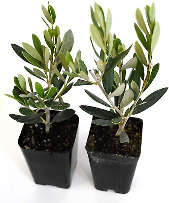 #ad 2 Olive Tree Live Plants of Peace Olea Europaea 2.5quot; Pot Indoor Outdoor