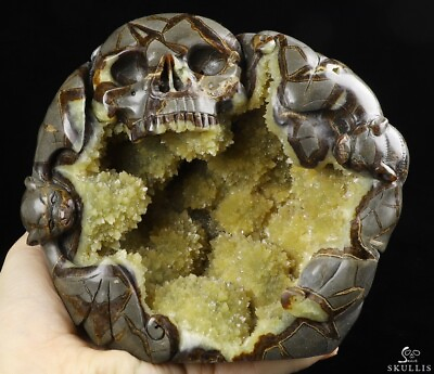 #ad GEODE 6.3quot; Dragon Septarian Stone Carved Crystal Skull Crystal Healing