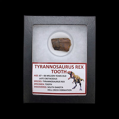 #ad #ad Tyrannosaurus Rex Tooth