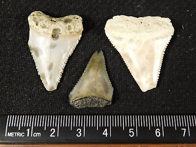 #ad #ad Lot of THREE ANCESTRAL Great WHITE Shark Tooth Fossils 100% Natural 9.6gr