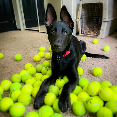 #ad 100 Used Tennis Balls for Dogs FREE SHIPPING