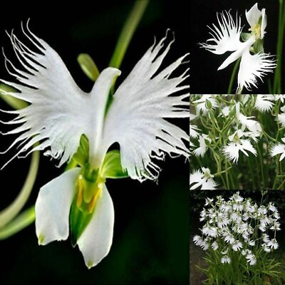 #ad Japanese Radiata White Egret Orchid Flower 50Pcs Seeds... #5422