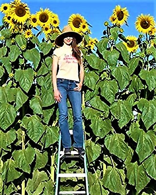 #ad Skyscrapper Organic Sunflower Seeds 10 Seeds NON GMO BUY 4 GET FREE SHIPPING
