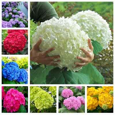#ad 25pc HYDRANGEA SEEDS Garden Plant Flower rare exotic USA seller FREE shipping