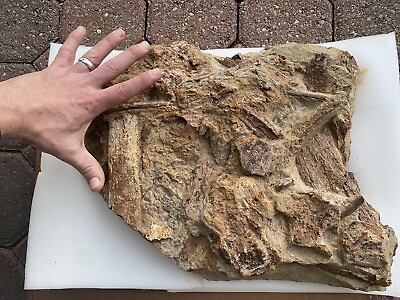 #ad Large 19” Fossil Edmontosaurus Hadrosaur Dinosaur Bones Tendons Matrix