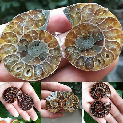 #ad Half Cut Natural Ammonite Shell Fossil Specimen Madagascar Decoration Collection